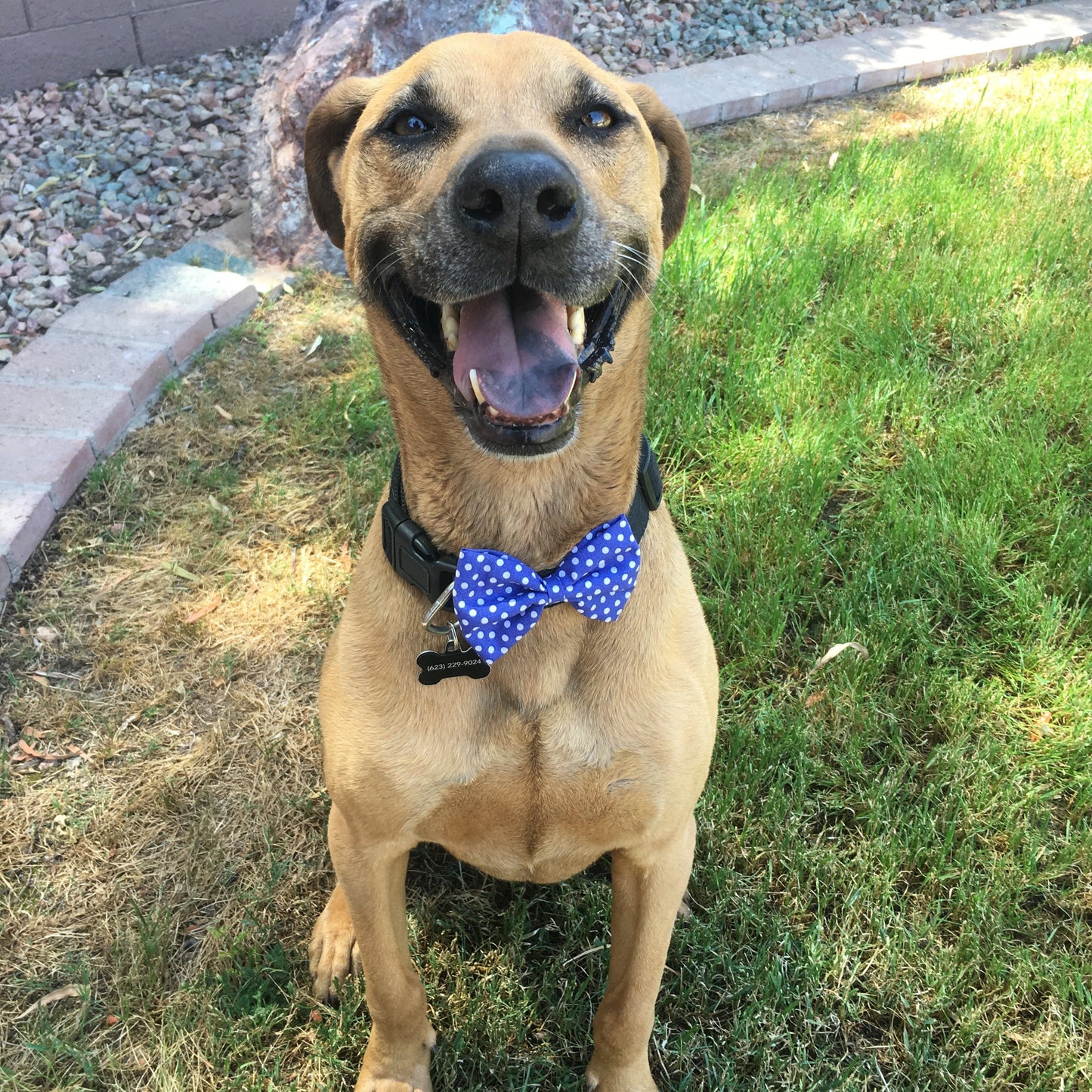 Bow Tie Subscription