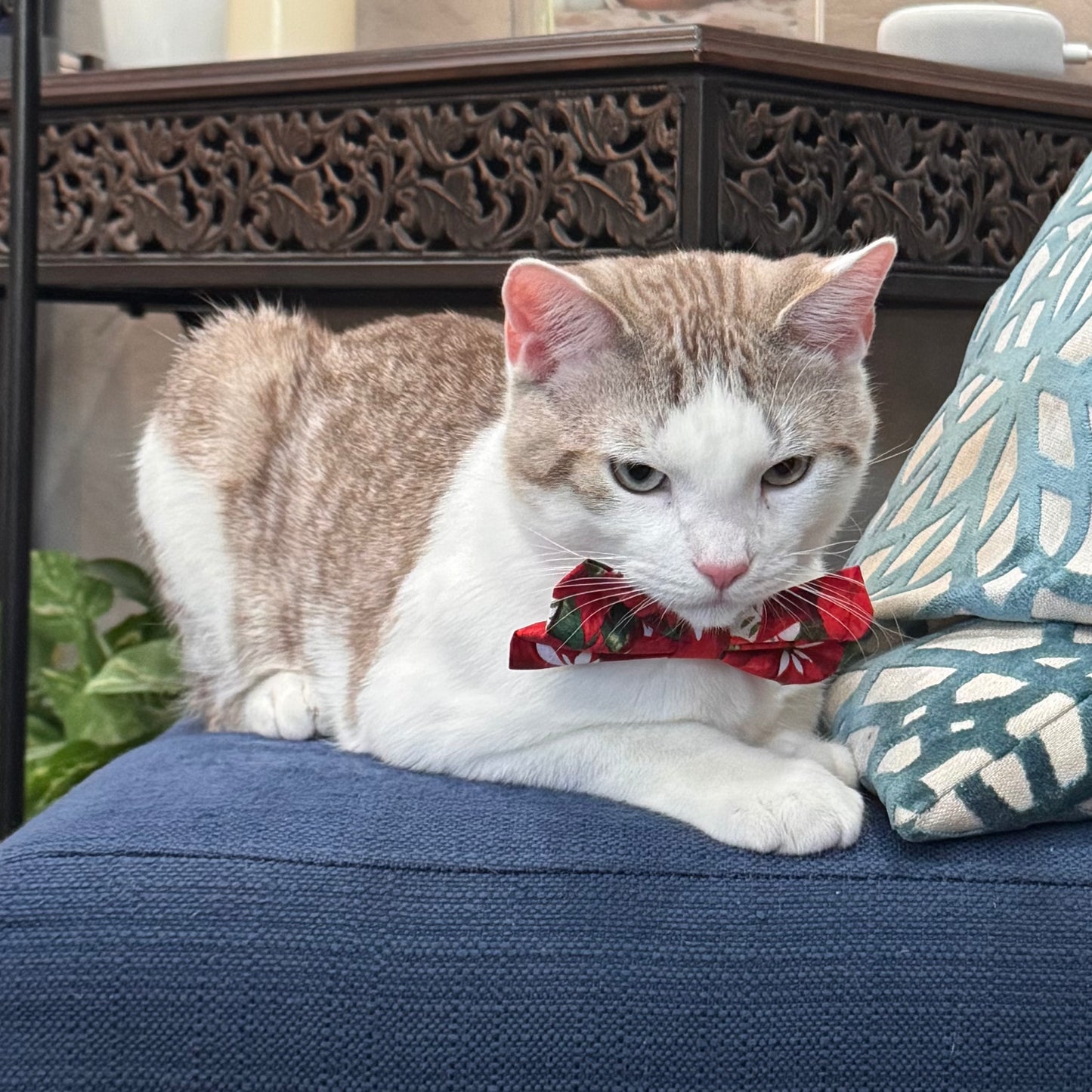 Bow Tie Subscription